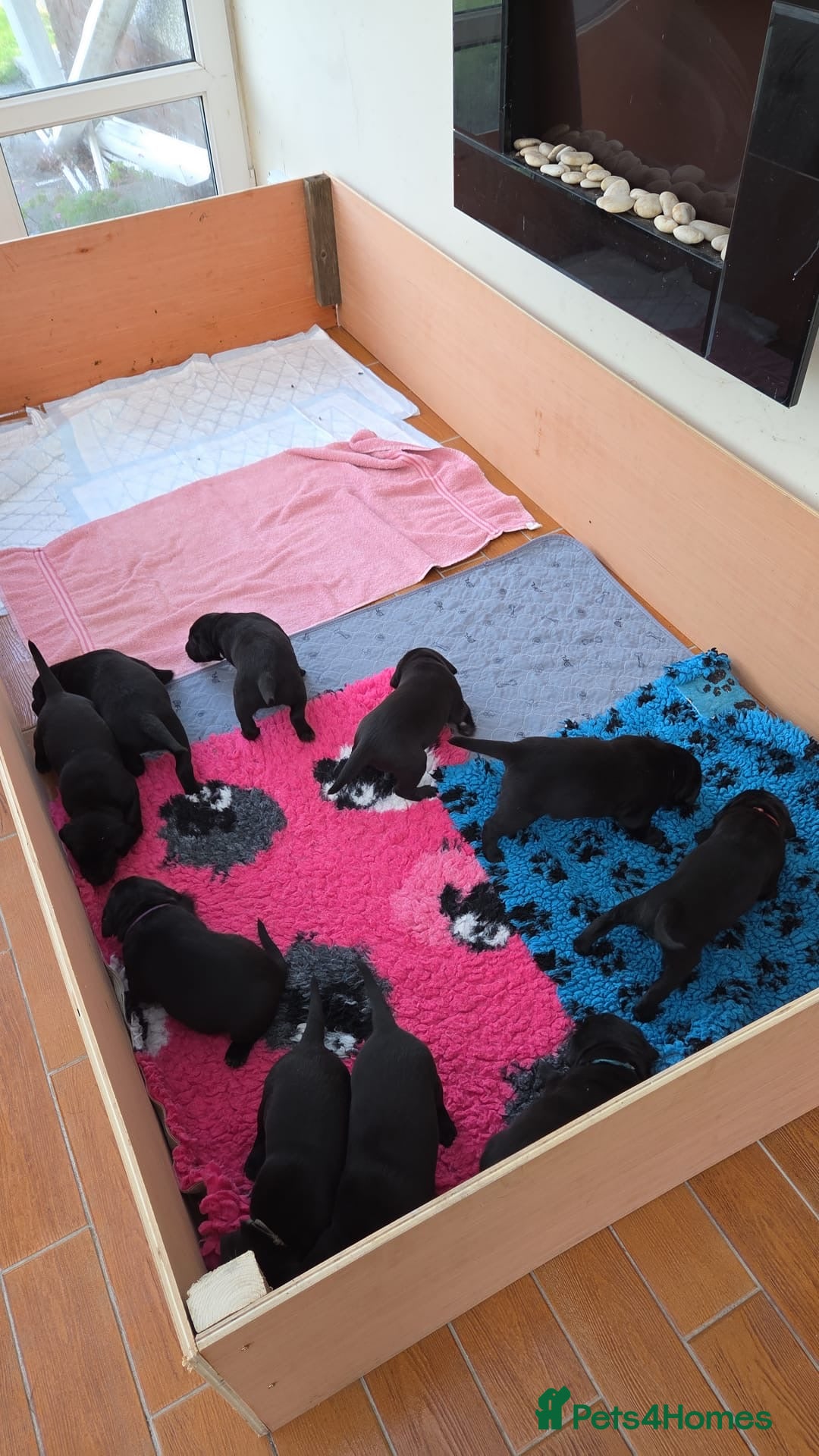 Labrador Retriever dogs Labrador x Labrador/flat coat retriever puppies - Advert 2