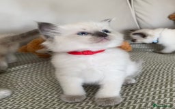 Ragdoll cats for sale: GCCF Ragdoll Kittens - Image 13