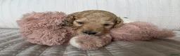 Cockapoo dogs for sale: Golden Cockapoo Puppies - Advert 23