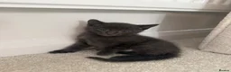 Russian Blue cats for sale: Russian Blue Kittens  in Norwich - Advert 17