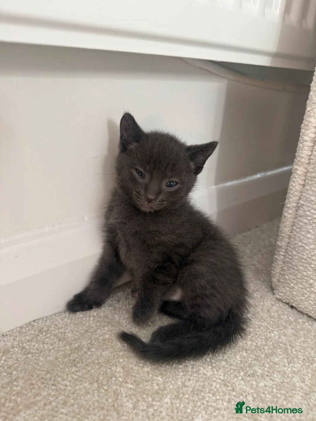 Russian Blue cats for sale: Russian Blue Kittens  in Norwich - Advert 17
