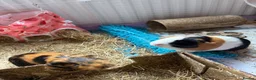 Guinea Pig rodents for sale: 4 Female Guinea pigs  - Advert 3