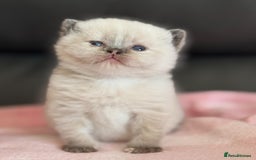 British Shorthair cats for sale: TICA registered colourful littler of BSH kittens  - Image 1