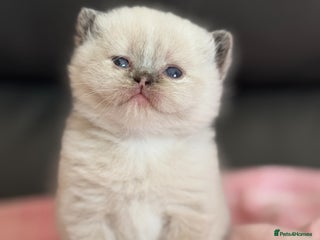 British Shorthair cats - Advert 22