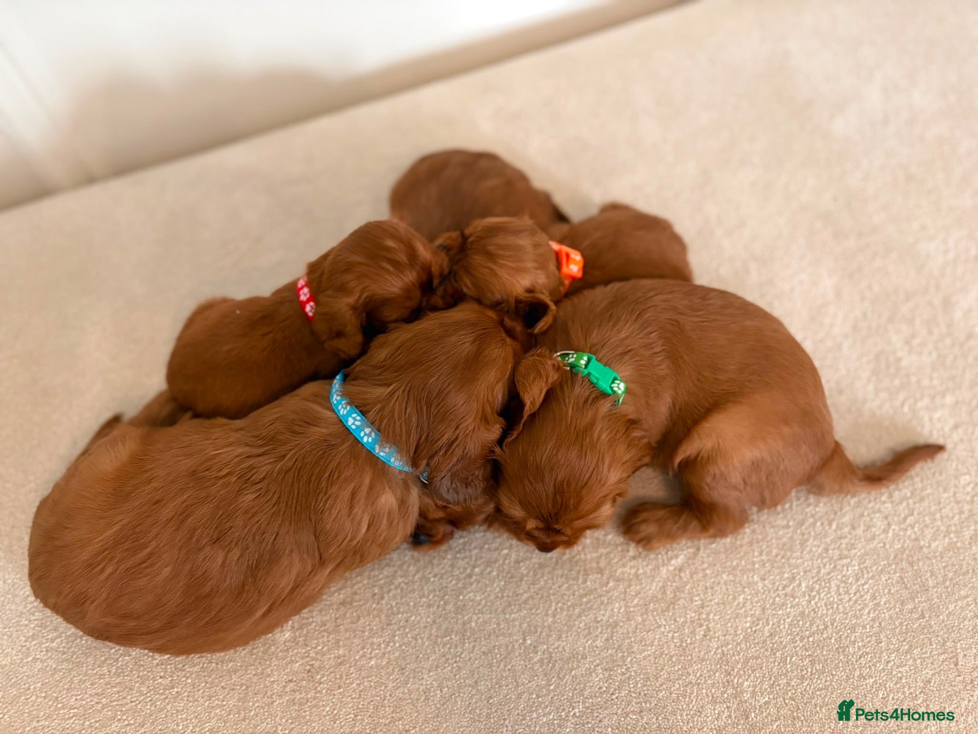 Cavalier King Charles Spaniel dogs KC Registered Cavalier King Charles Spaniel Puppys - Advert 2