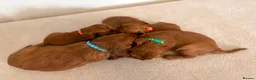 Cavalier King Charles Spaniel dogs for sale: KC Registered Cavalier King Charles Spaniel Puppys in Gravesend - Advert 2