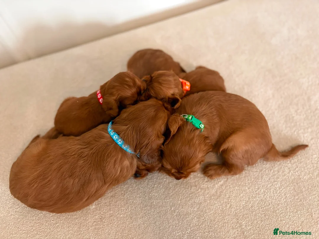 Cavalier King Charles Spaniel dogs for sale: KC Registered Cavalier King Charles Spaniel Puppys in Gravesend - Advert 2