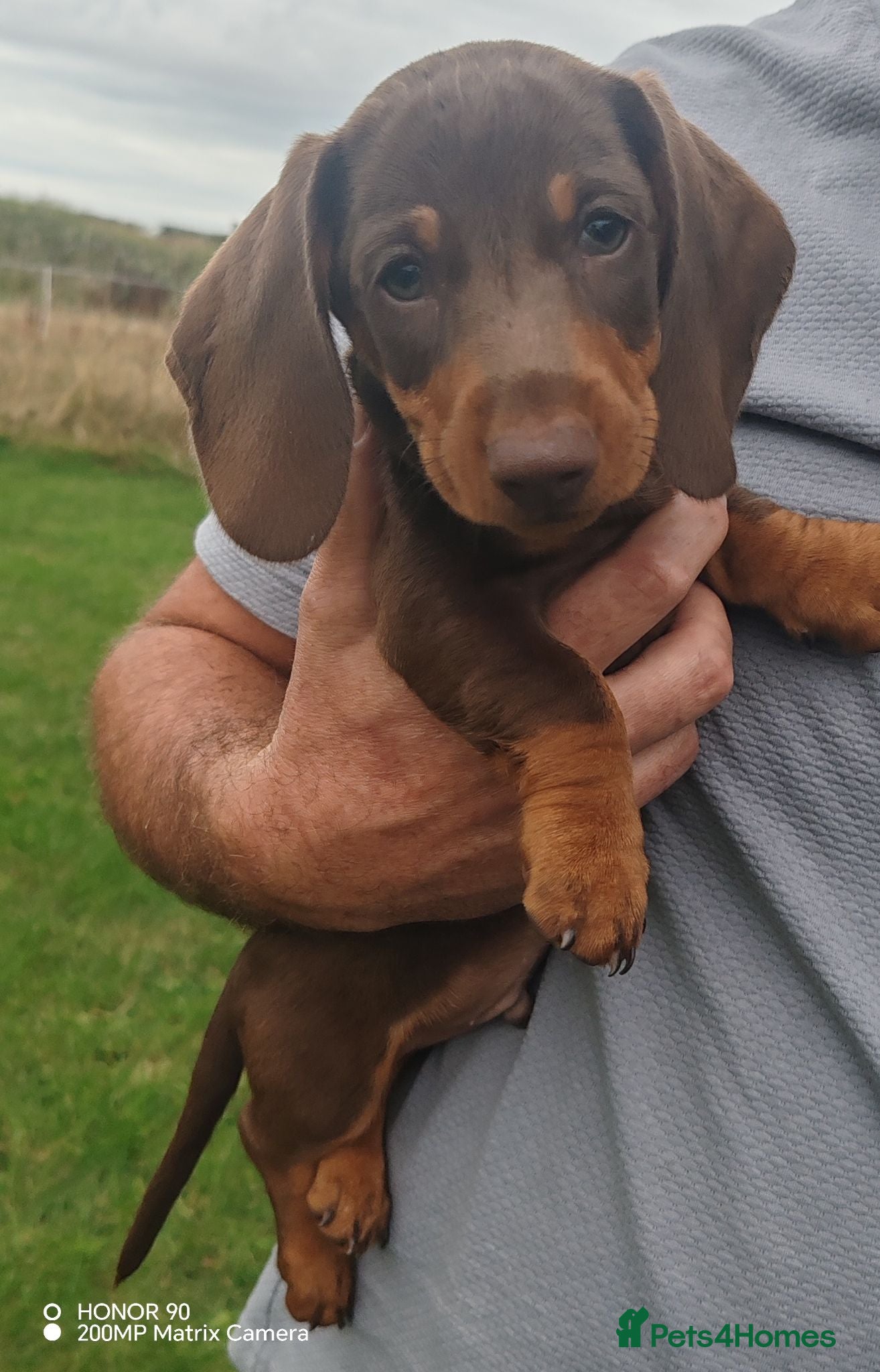 Dachshund dogs Last boy available Pra Clear Minature Daushaund  - Advert 2