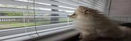 Pomeranian dogs for sale: Last little girl looking for her forever home  - Advert 4