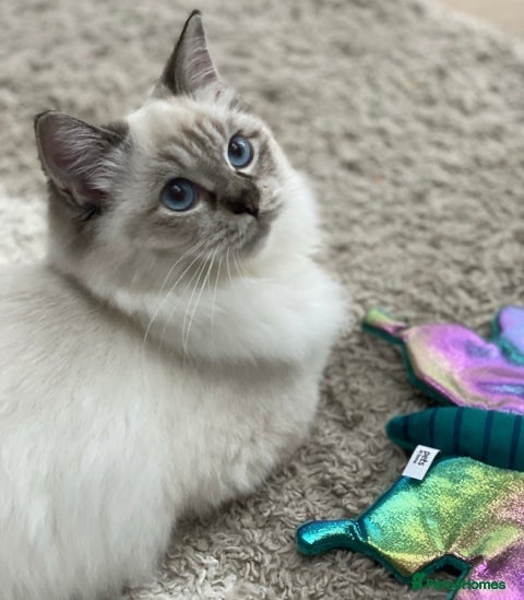 Ragdoll cats Gorgeous ragdoll girl  - Advert 11