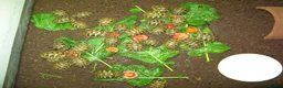 Hermann Tortoise reptiles for sale: Baby Hermann & Spur-thigh Tortoises for sale - Advert 11