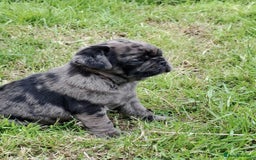 Pug dogs for sale: Pug puppies-Merle, panda and koi - Image 7