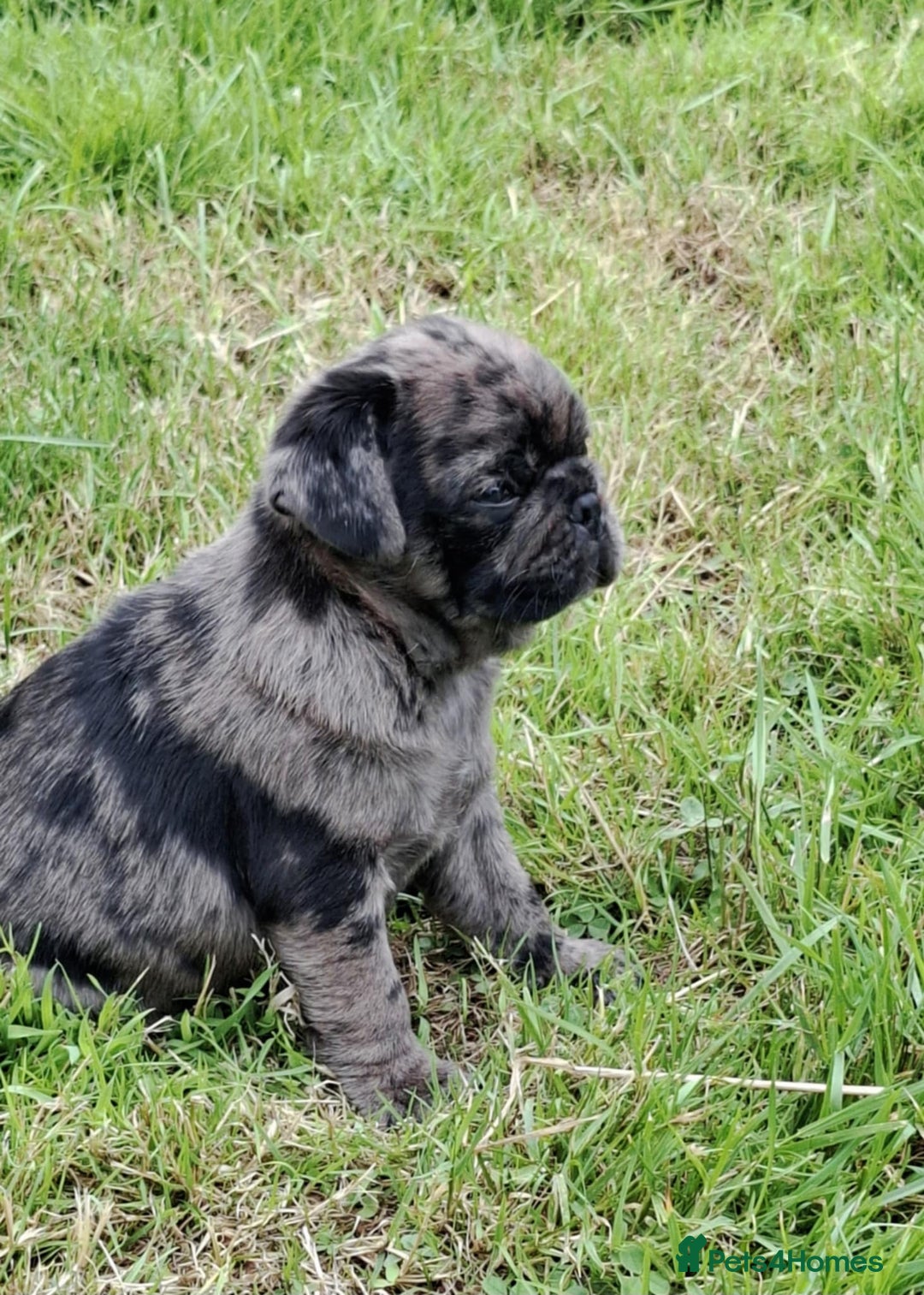 Pug dogs for sale: Pug puppies-Merle, panda and koi - Image 7