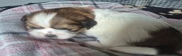 Shih Tzu dogs for sale: Shih tzu - Advert 8