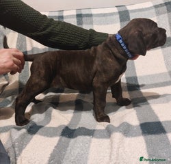 Cane Corso Puppy 9