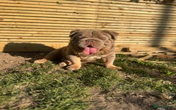 English Bulldog dogs for stud: Fluffy English Bulldog Carrying Curly  in Margate - Image 2