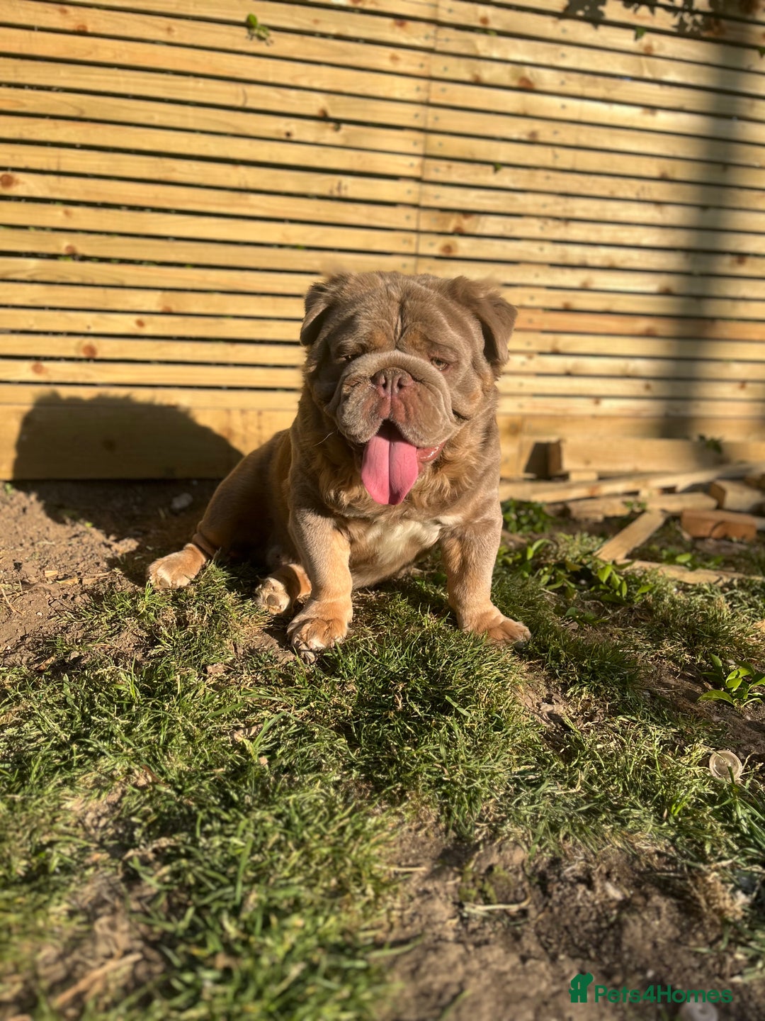 English Bulldog dogs for stud: Fluffy English Bulldog Carrying Curly  in Margate - Image 2