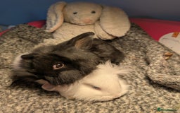 Mini Lion Lop rabbits for sale: Mini Lion Lop bunnies - Image 1
