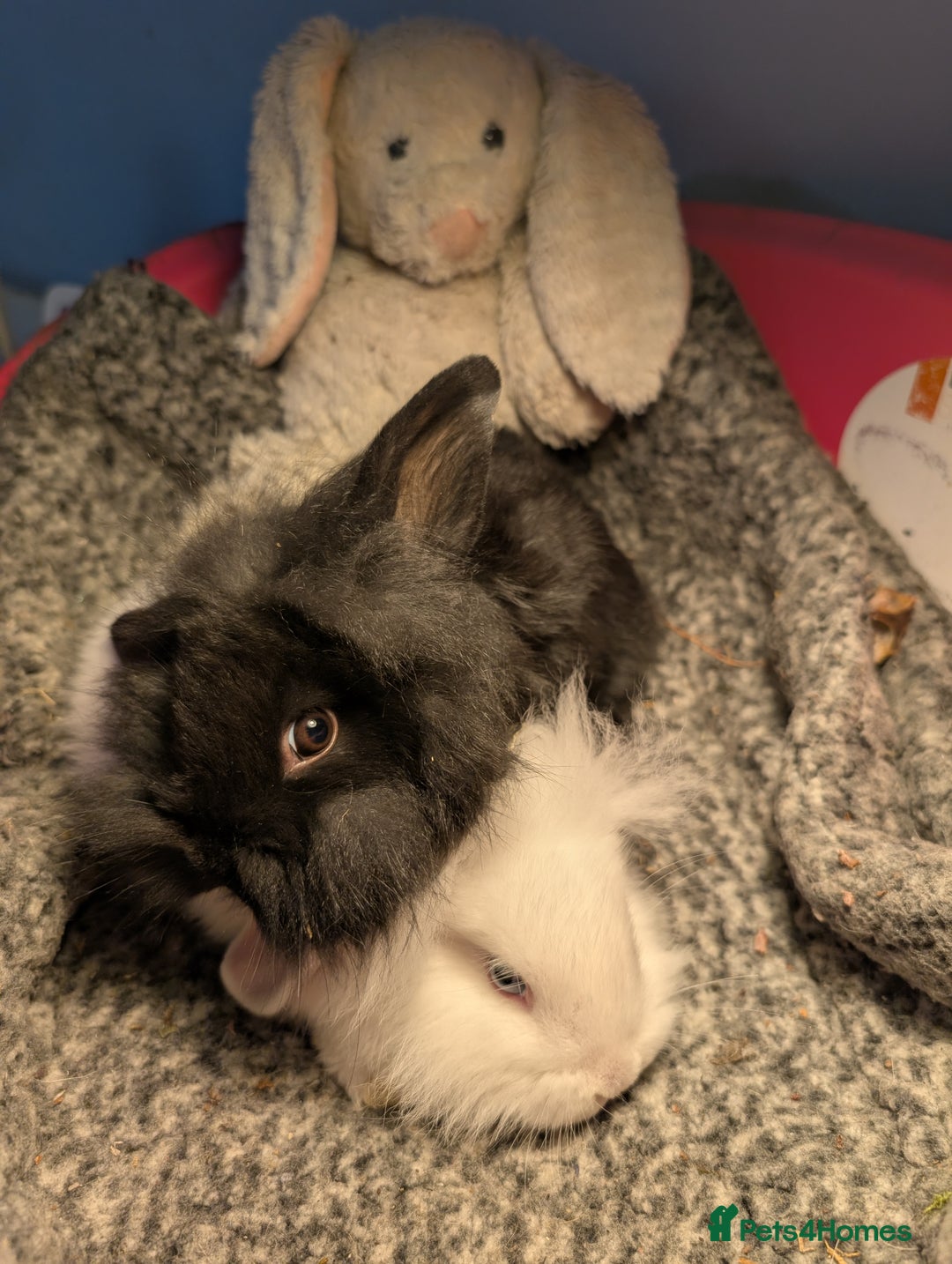 Mini Lion Lop rabbits for sale: Mini Lion Lop bunnies - Image 1