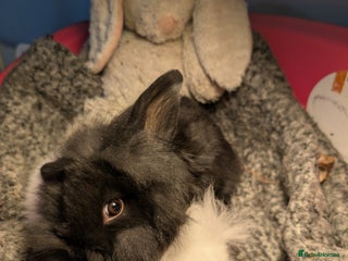 Mini Lion Lop rabbits - Advert 1