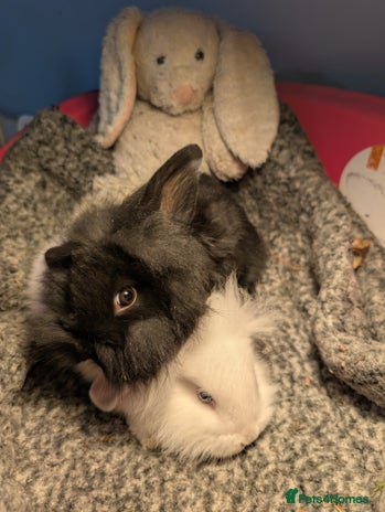 Mini Lion Lop rabbits - Advert 1