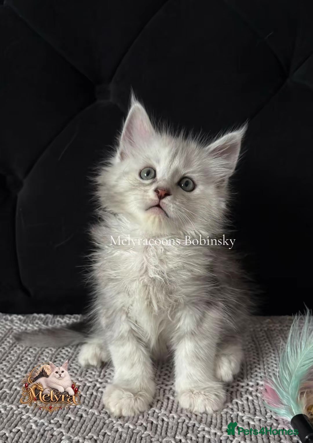 Maine Coon cats ⭐Mainecoons-Champion lines⭐  - Advert 1