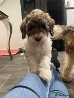 Cockapoo dogs - Advert 14