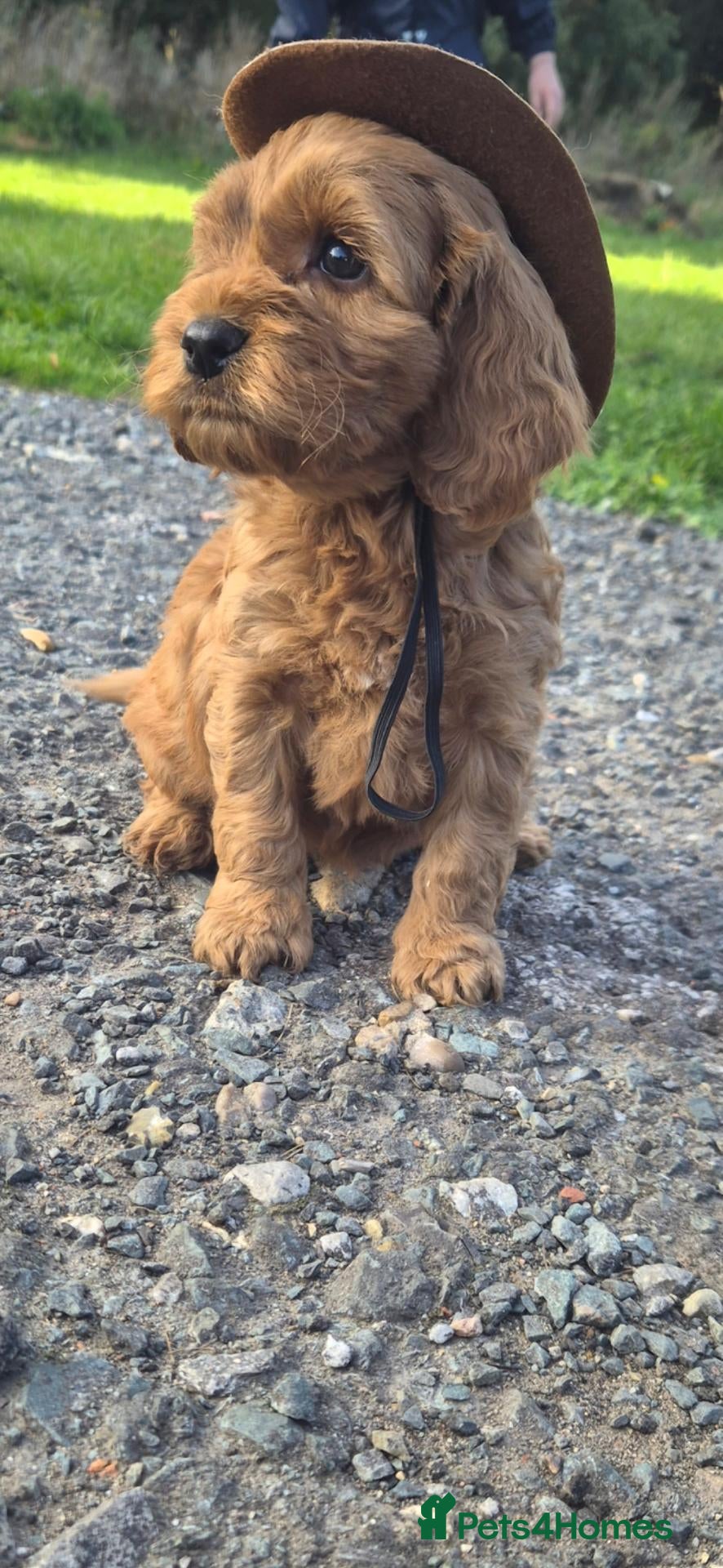 Cockapoo dogs F1  EXTENSIVELY HEALTH TESTED SHOW cockerpoos - Advert 6