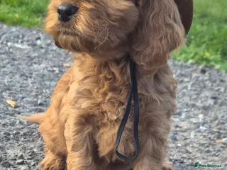 Cockapoo dogs F1 EXTENSIVELY HEALTH TESTED SHOW cockerpoos - Advert 6