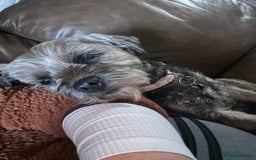Border Terrier dogs for sale: 5yr old female border terrier  - Image 4