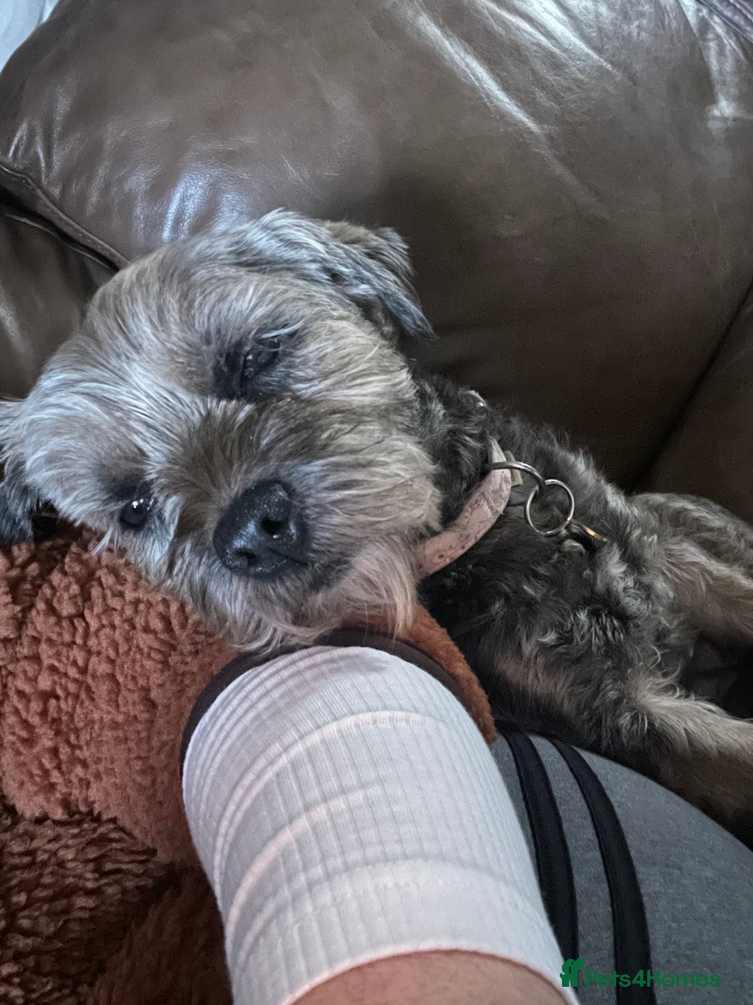 Border Terrier dogs for sale: 5yr old female border terrier  - Image 4