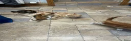 Mixed Breed cats for sale: Adorable farm kittens for sale - Advert 7