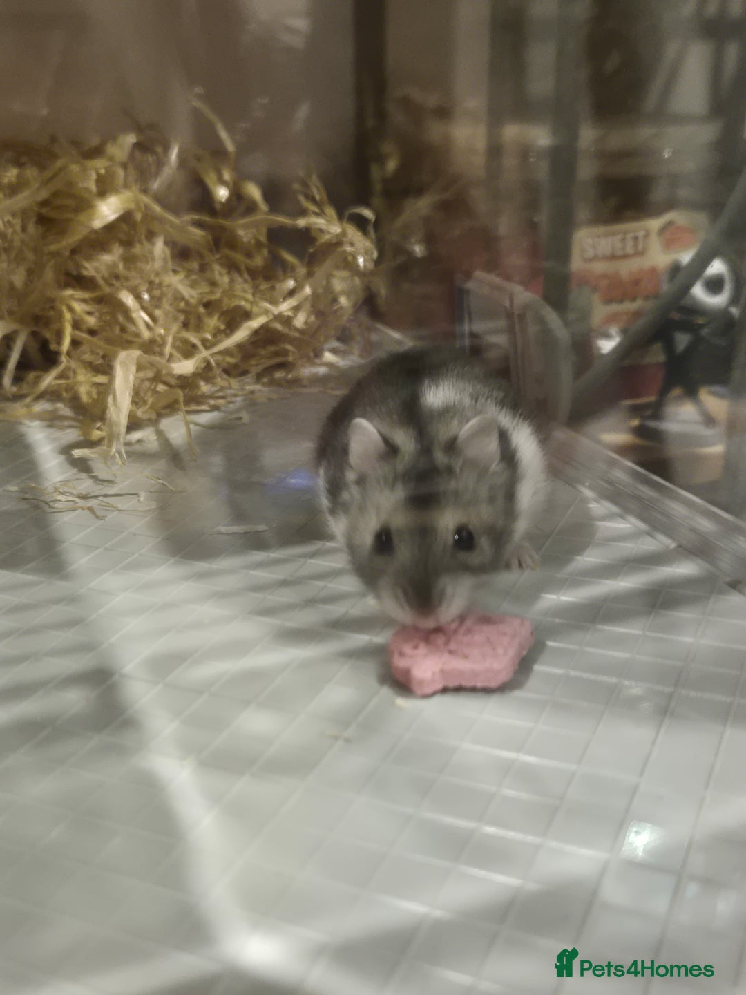 Hamster rodents for sale: Dwarf hamster  - Advert 6