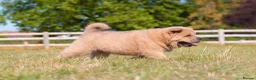 Chow Chow dogs for sale: Stunning smooth and fluffy ChowChow puppies  - Advert 20