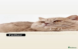 British Shorthair cats for sale: British shorthair & longhair Great Pedigree  - Image 11