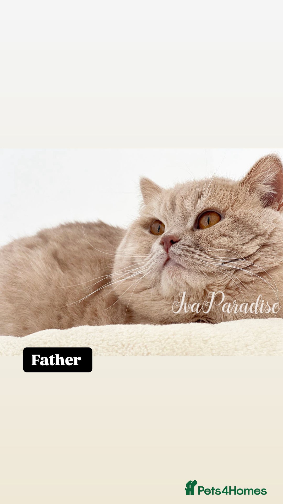 British Shorthair cats for sale: British shorthair & longhair Great Pedigree  - Image 11