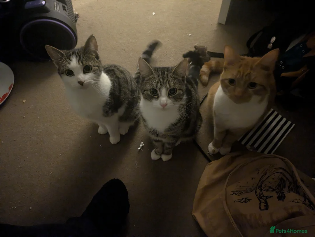 Domestic Shorthair cats for sale: Eden and Rayne - Advert 1