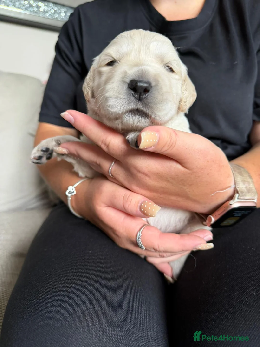 Golden Retriever dogs for sale: Beautiful golden retriever puppies  - Advert 2