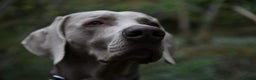 Weimaraner dogs for stud: AMERICAN BOY Gray Arrow - STUD in Edinburgh - Advert 1