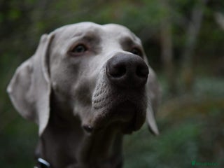 Weimaraner dogs AMERICAN BOY Gray Arrow - STUD in Edinburgh - Advert 1
