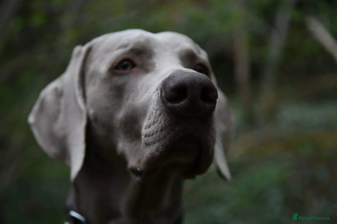 Weimaraner dogs for stud: AMERICAN BOY Gray Arrow - STUD in Edinburgh - Advert 1
