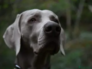 Weimaraner dogs AMERICAN BOY Gray Arrow - STUD in Edinburgh - Advert 1