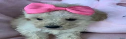 Poochon dogs for sale: F1 Toy Poochons  in Saint Austell - Advert 14