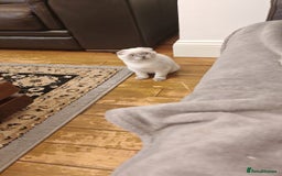 Scottish Fold cats for sale: Beautiful white/grey female Scottish fold for sale - Image 7