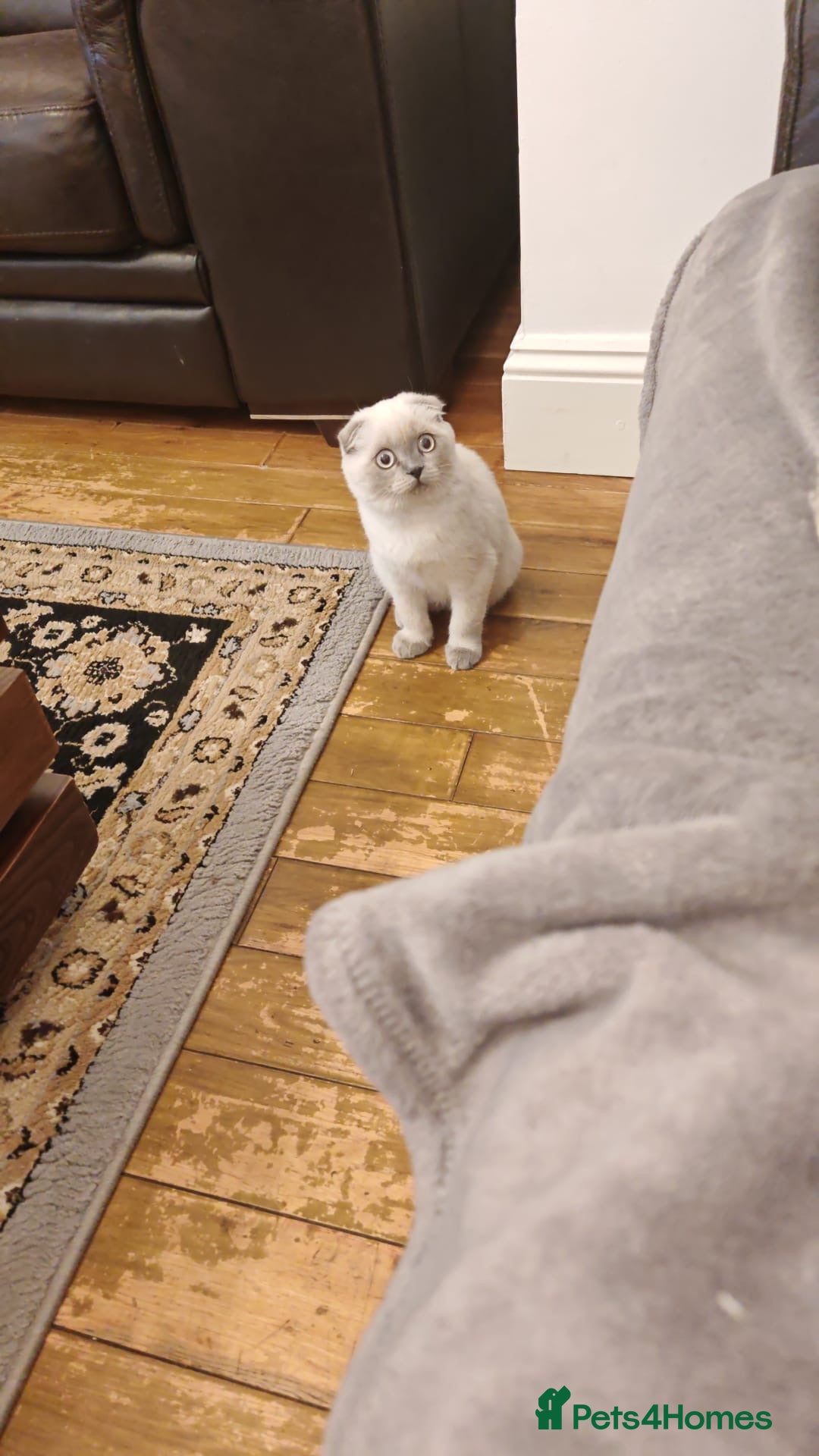 Scottish Fold cats for sale: Beautiful white/grey female Scottish fold for sale - Image 7