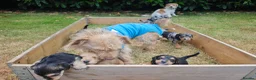 Mixed Breed dogs for sale: Loving Parsons Russell Cross Puppies  - Advert 3