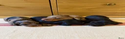 Miniature Dachshund dogs for sale: KC Long Haired Miniature Dachshund Puppies - Advert 18