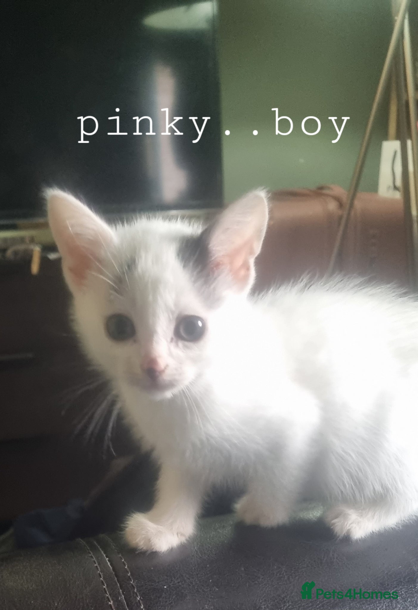 Mixed Breed cats Beautiful kittens looking for 5 star homes  - Advert 1