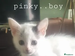 Mixed Breed cats Beautiful kittens looking for 5 star homes - Advert 2