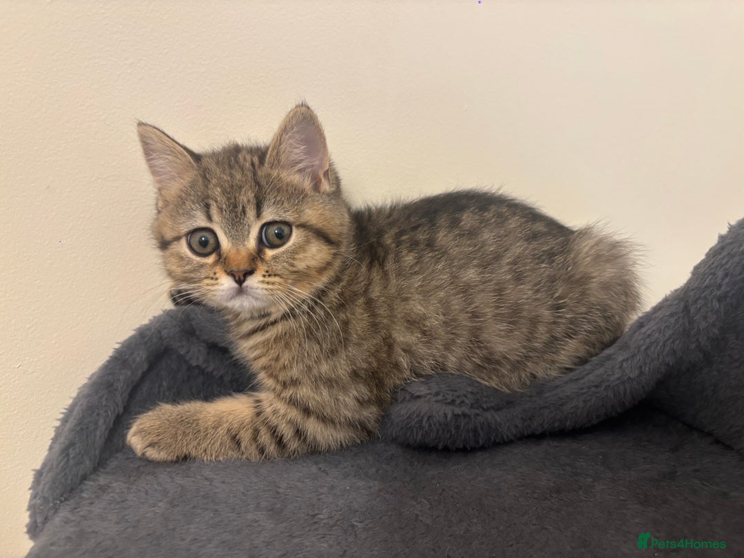 British Shorthair cats for sale: Ready to go BS kittens  - Image 16